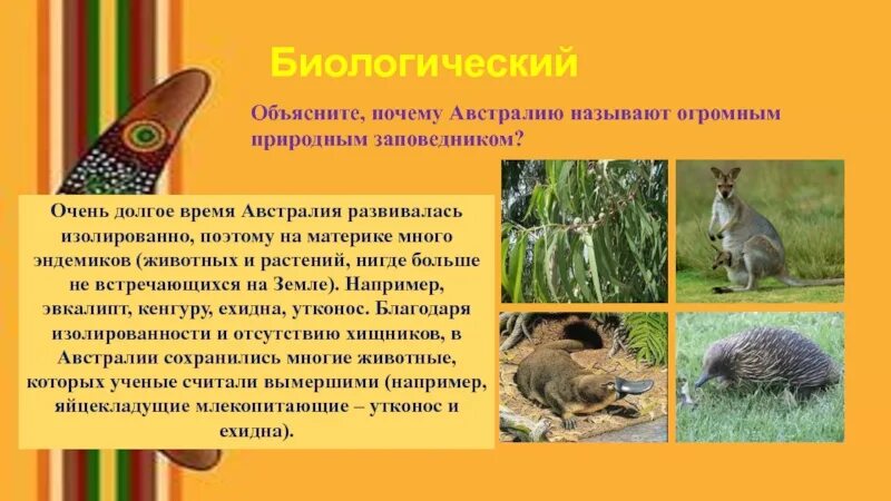 Почему в австралии много животных. Эндемики австралии. эндемики австралии растения. эндемики материка австралия. почему австралию называют материком заповедником.