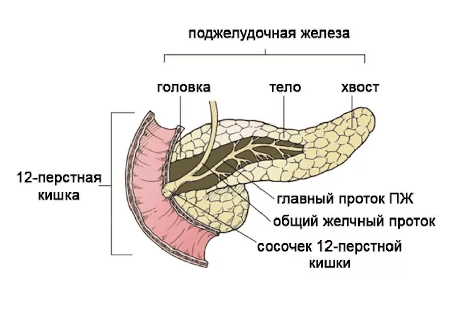 как болит хвост поджелудочной железы. строение поджелудочной железы головка тело хвост. поджелудочная анатомия. головка и тело поджелудочной железы. как болит хвост поджелудочной железы.