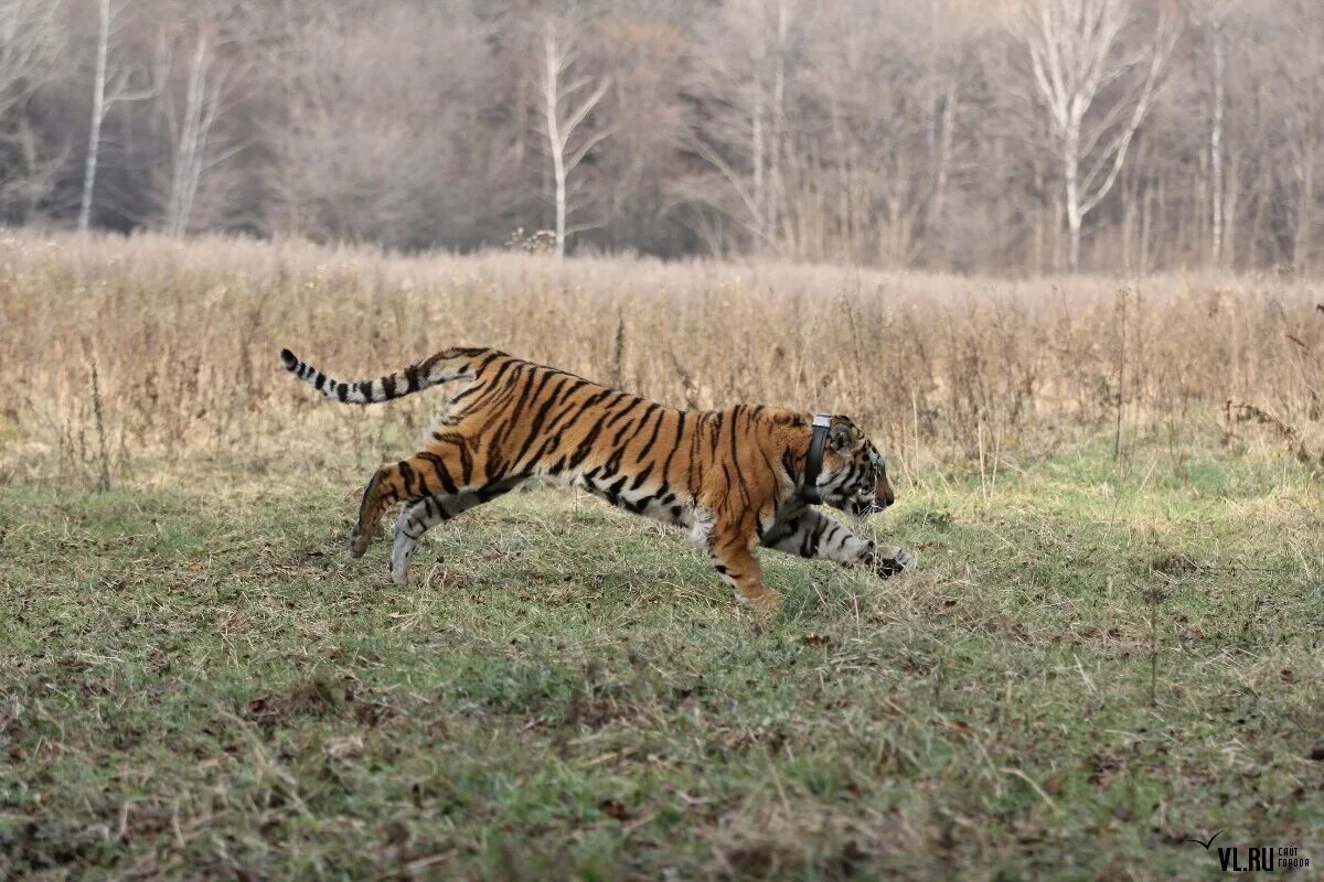 Тигр охотится. Амурский тигр охотится. Тигр бежит. Амурский тигр бежит.
