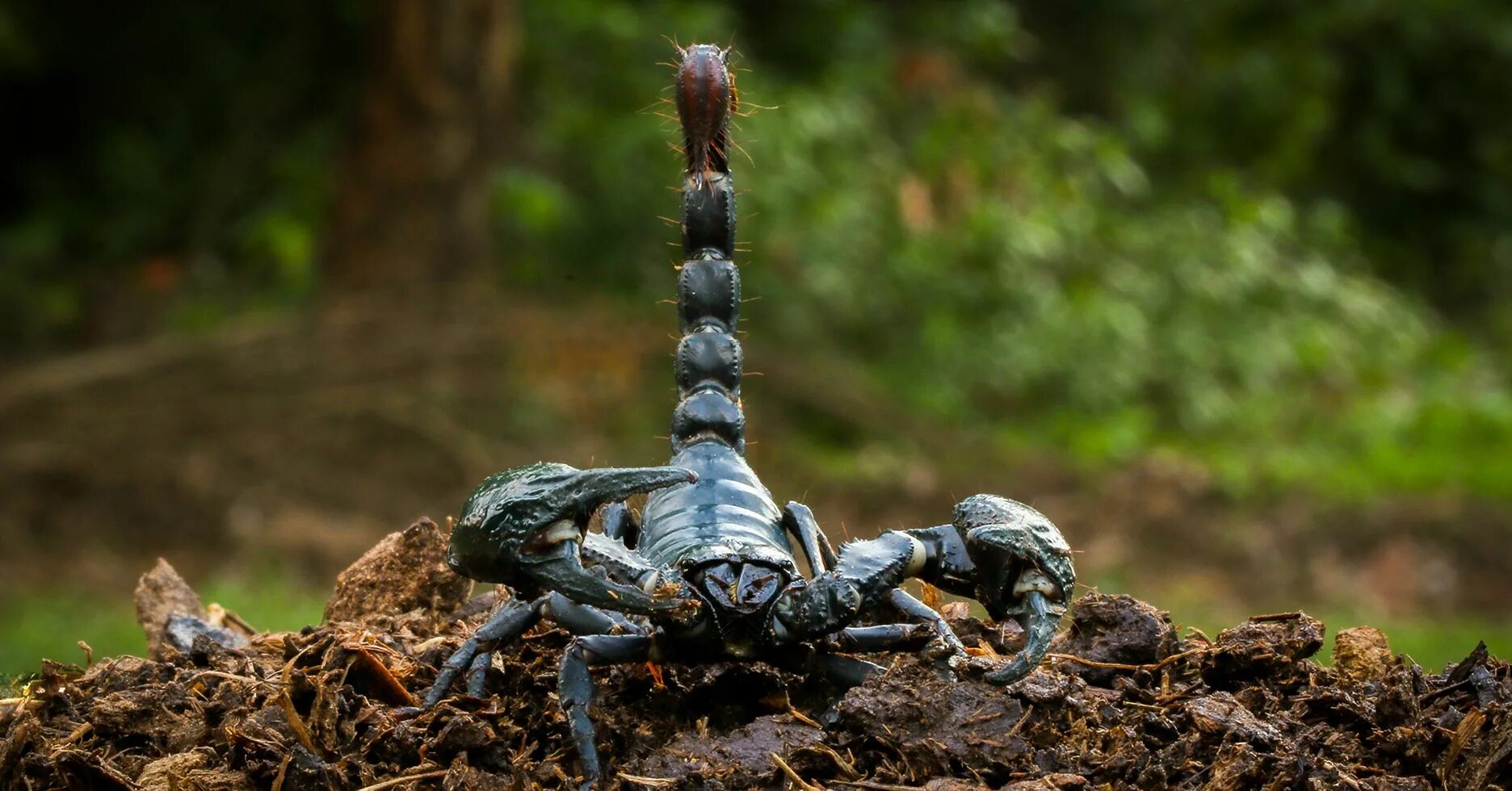 Pulmonoscorpius kirktonensis. Арахнид Скорпион. АРК Pulmonoscorpius. Гигантский Скорпион.