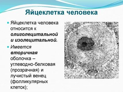 Открытие яйцеклетки
