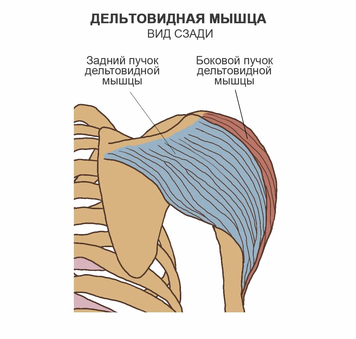 Крепления дельт. Функции пучков дельтовидной мышцы. дельтовидная мышца плеча анатомия. дельтовидная мышца плеча крепление. расположение дельтовидной мышцы плеча.