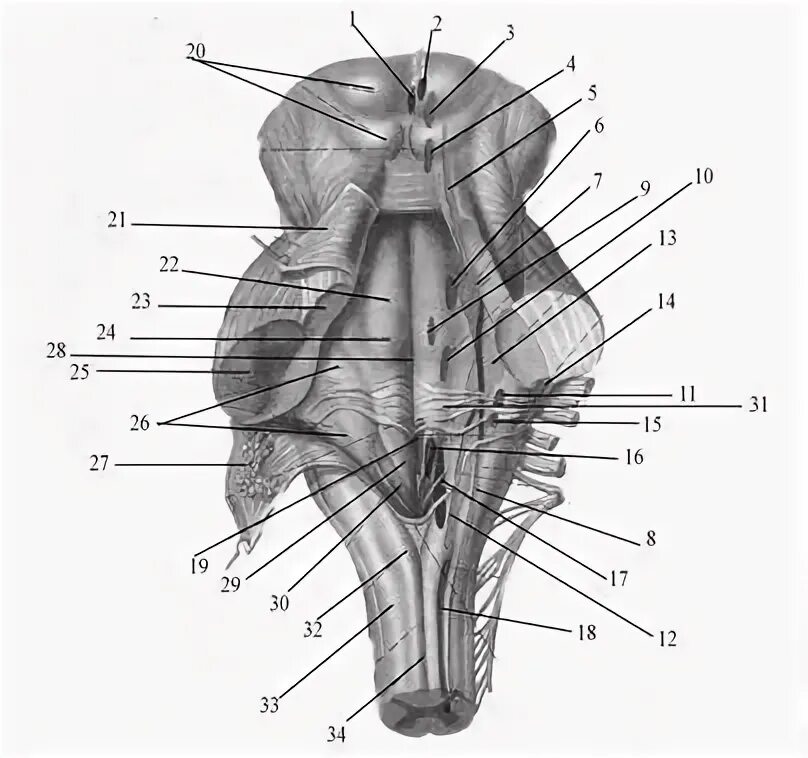 Дорсальная поверхность мозга. Ствол мозга анатомия дорсальная поверхность. Ромбовидная ямка продолговатого мозга. Дорсальная поверхность продолговатого мозга. Строение ромбовидной ямки анатомия.