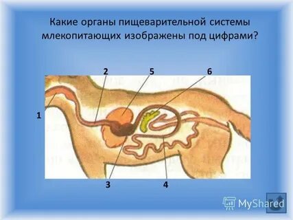 Какое пищеварение у млекопитающих