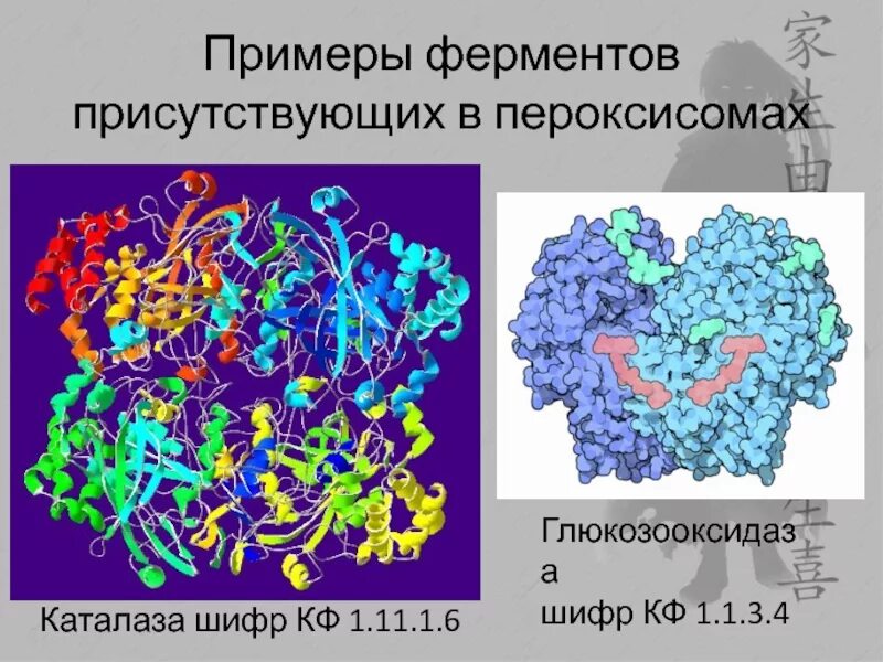 Современный фермент. Фермент каталаза пероксисомы. Ферменты пероксисом. Сложные ферменты примеры. Каталаза сложный фермент.