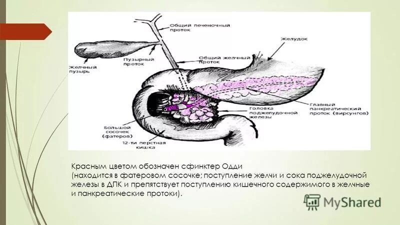 Сфинктеры желчевыводящих путей. Сфинктеры желчевыводящих путей