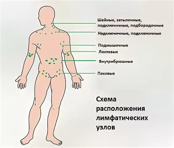 Паховый лимфоузел у женщин где. Периферические лимфатические узлы схема. Лимфатические узлы на теле ребенка схема. Лимфатические узлы в паху схема.