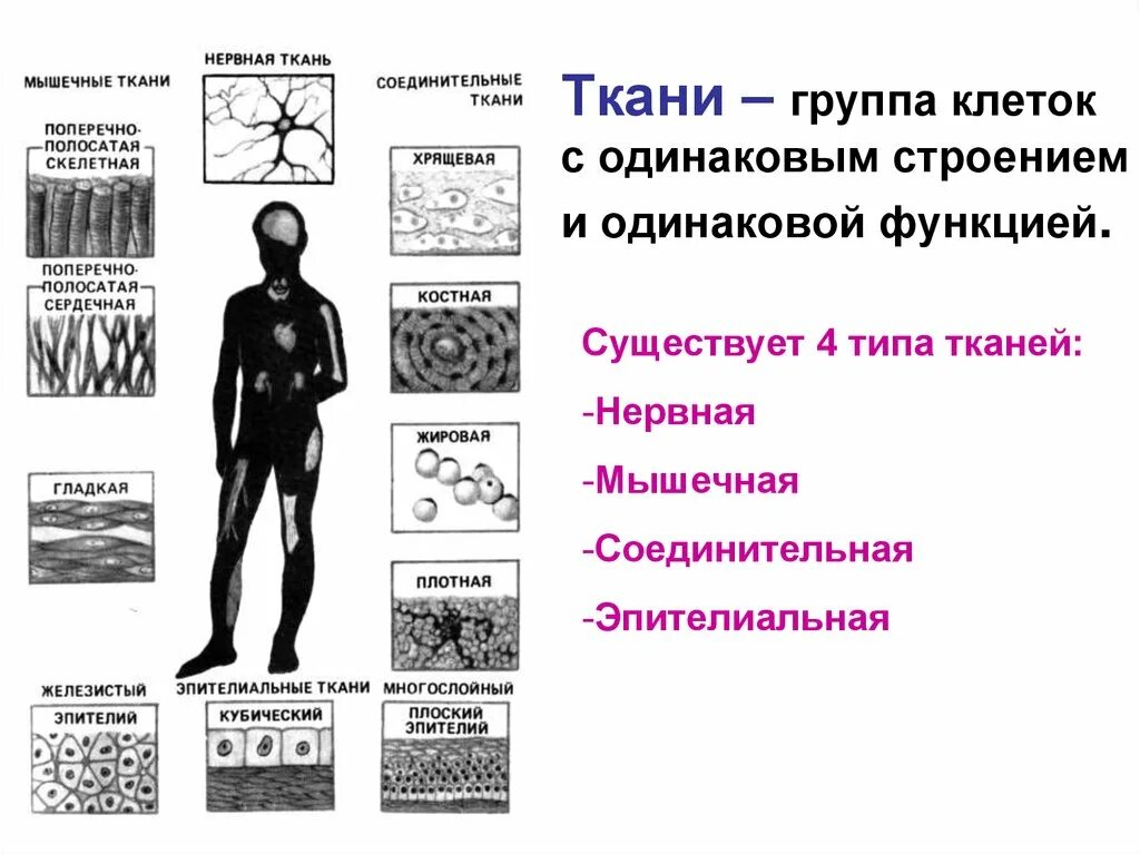 Ткани и структуры организма. Ткани человека. Группы тканей. Типы тканей. Основное группа ткани человека