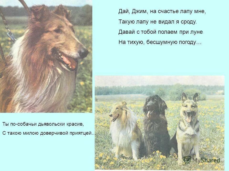 Стихотворение дай джим. Дай друг на счастье лапу мне. дай джим на счастье лапу мне такую лапу не видал я сроду. дай мне лапу джим. джим на счастье лапу.