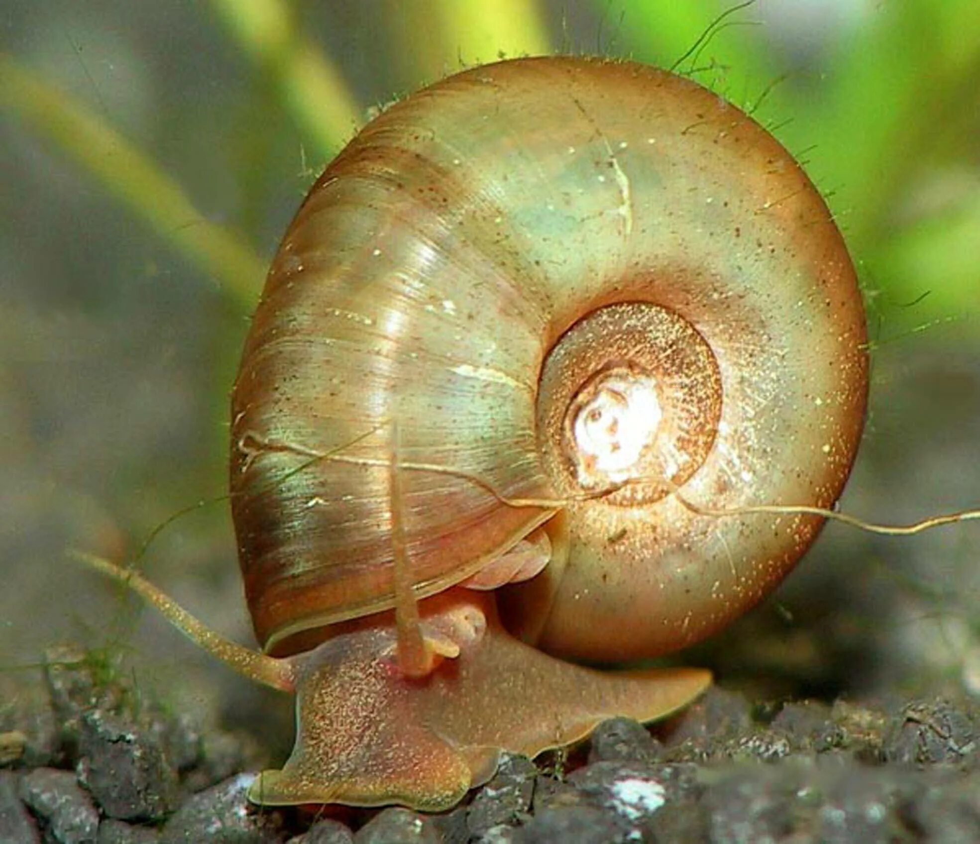 Самая медленная улитка. Улитка прудовик. Катушка Роговая - Planorbarius corneus. Аквариумные улитки прудовики. Брюхоногие моллюски Лужанка.