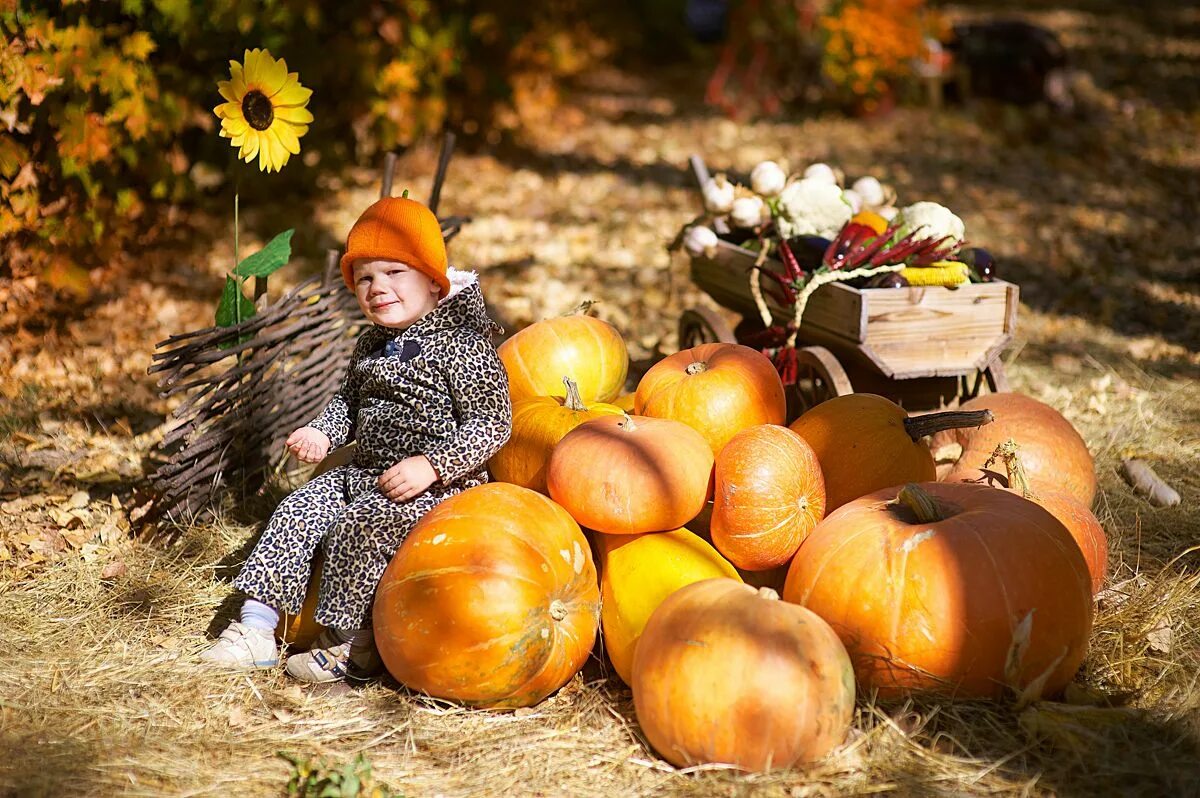 Осенний урожай. Осень сбор урожая. Осень урожай дети. Сбор урожая для детей.