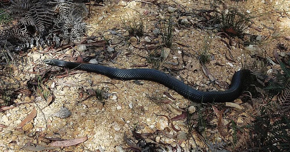 Snakes are dangerous. Черные змеи Геншин. Чёрные змеи Геншин местонахождение. Змеи черные бревна. Чёрные змеи Гнешин карта.