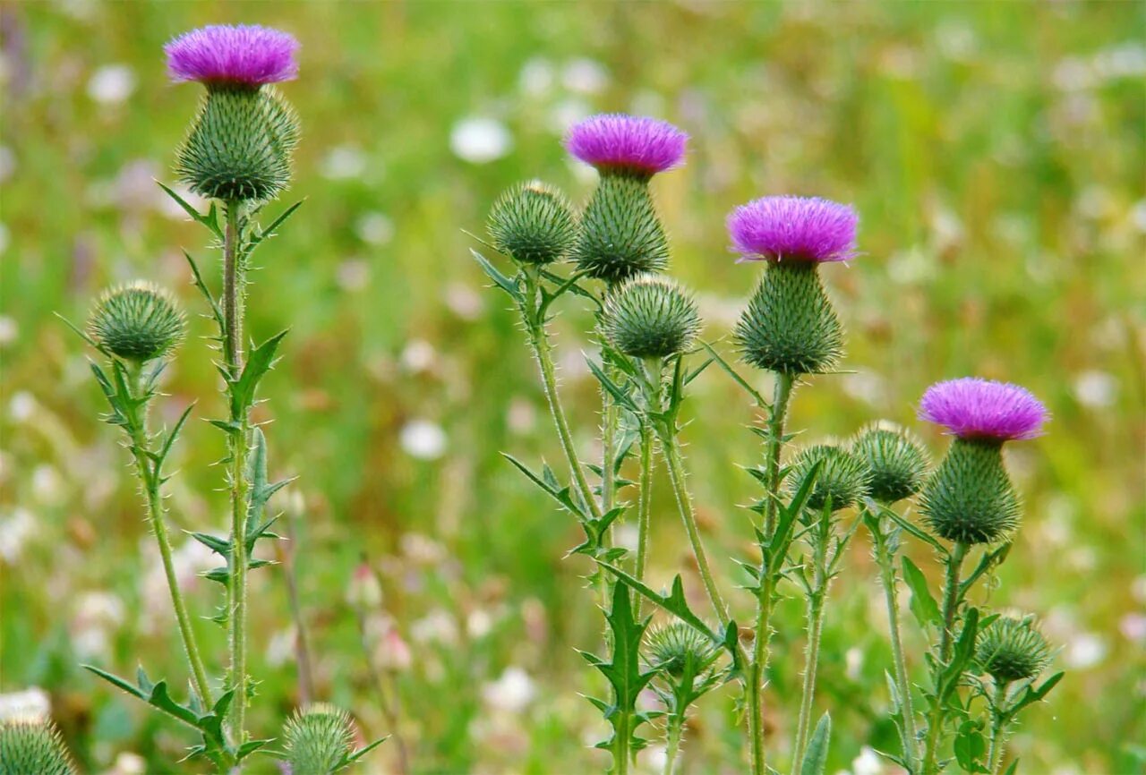 Бодяк полевой (Cirsium arvense). Осот розовый Бодяк полевой. Бодяк чертополох. Осот полевой сорняк. Дикорастущие сорняки