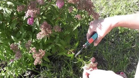 Обрезать отцветшую сирень