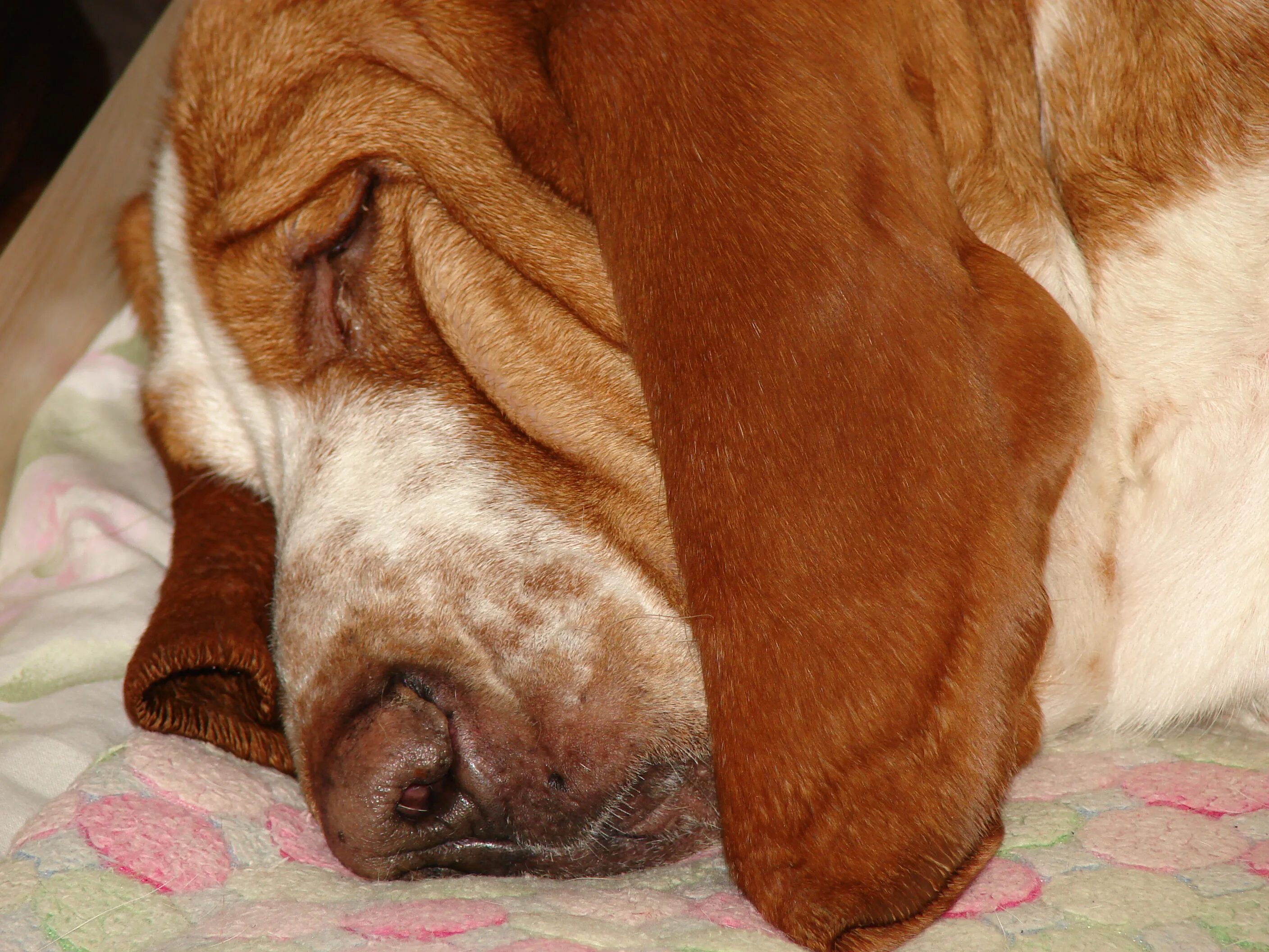 Собака лежит. Поза собачки. Собака устала. Лежачая собака. Лежачая собака.