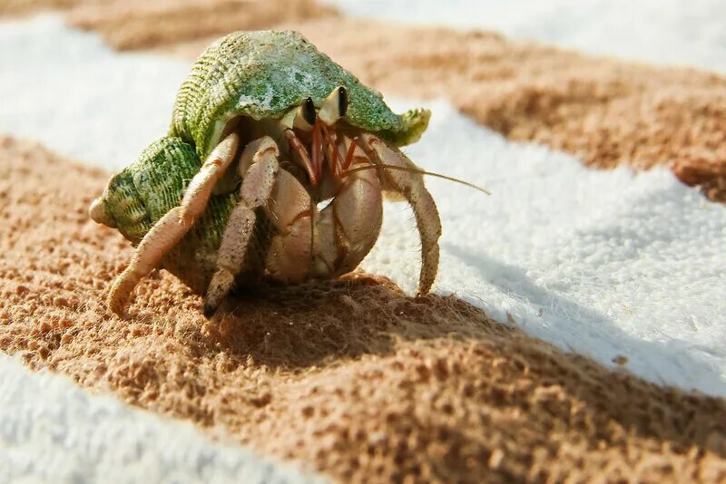 Рачок отшельник. Рак отшельник значение. Краб отшельник аквариумный. Черноморский краб отшельник. Краб ракушечник.