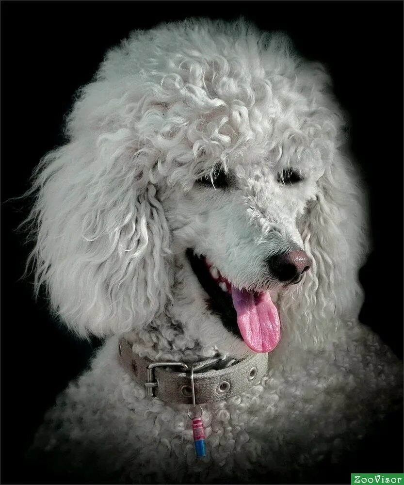 Королевский пудель. Карликовый пудель кремовый. Королевский пудель крашеный. Пудель герда. Разноцветные пудели.