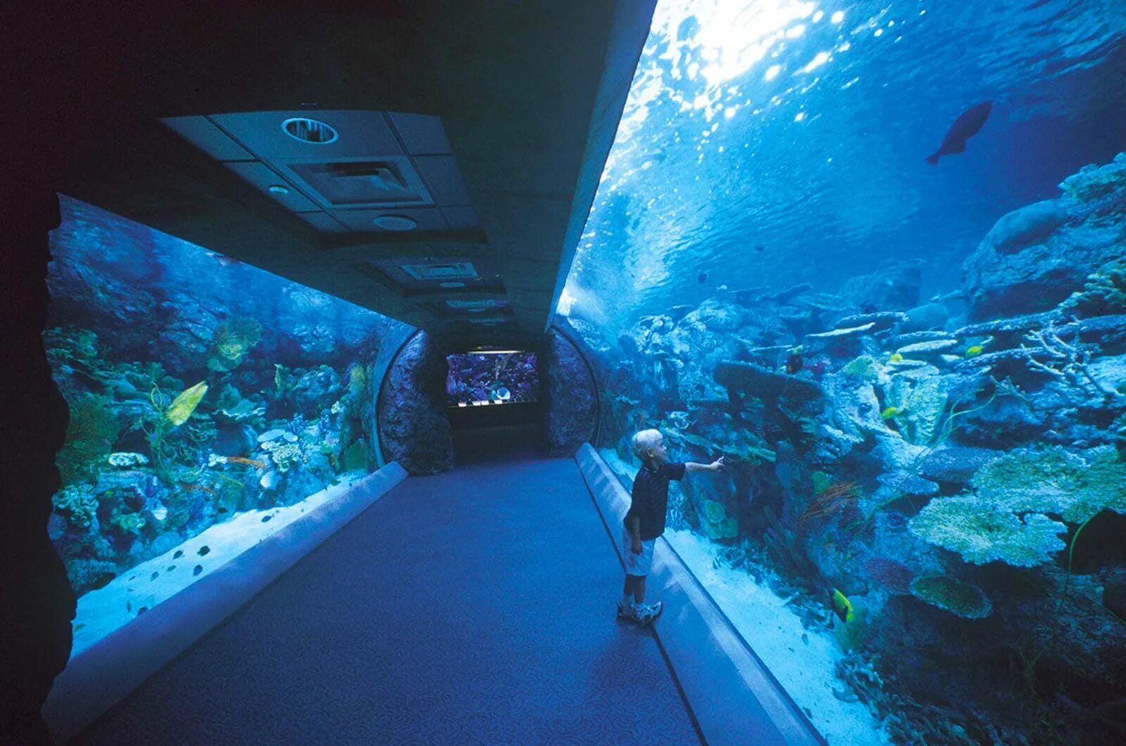 Aquarium перевод. Аквариум Пасифик Лос Анджелес. Тихоокеанский аквариум Лос Анджелес. Океанариум Лос-Анджелеса. Океанариум Лос Анджелес Монтерей Бэй.