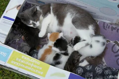 Котята в 5 дней