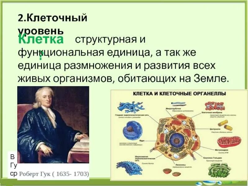 Структурная и функциональная единица живого организма это. Структурная и функциональная единица живого организма это