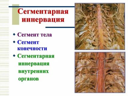 Сегменты конечностей