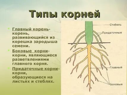 Хорошо развит главный корень в корневой системе