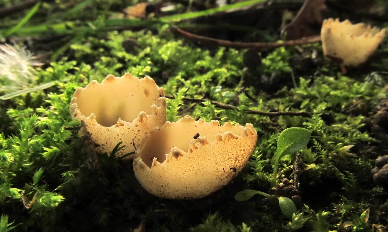 коллибия подснежная collybia nivalis. гриб энтолома крымская. редкие съедобные грибы подмосковья. весенний съедобный гриб 7 букв. весенние грибы.