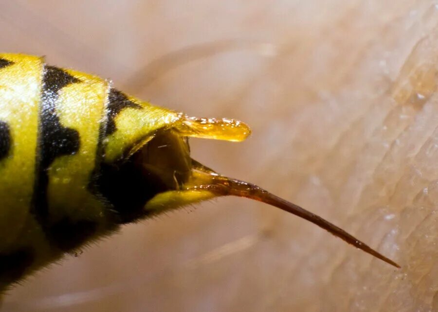 Умирают ли пчелы. Шмель пчела Оса Шершень жалит. Bee Stinger. Жалящие насекомые пчела Шершень Шмель Оса.