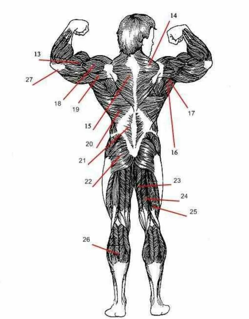 Какая мышца изображена на рисунке. Строение мышц руки. Мышцы рук название. Мышечное строение руки. Мышцы руки анатомия.