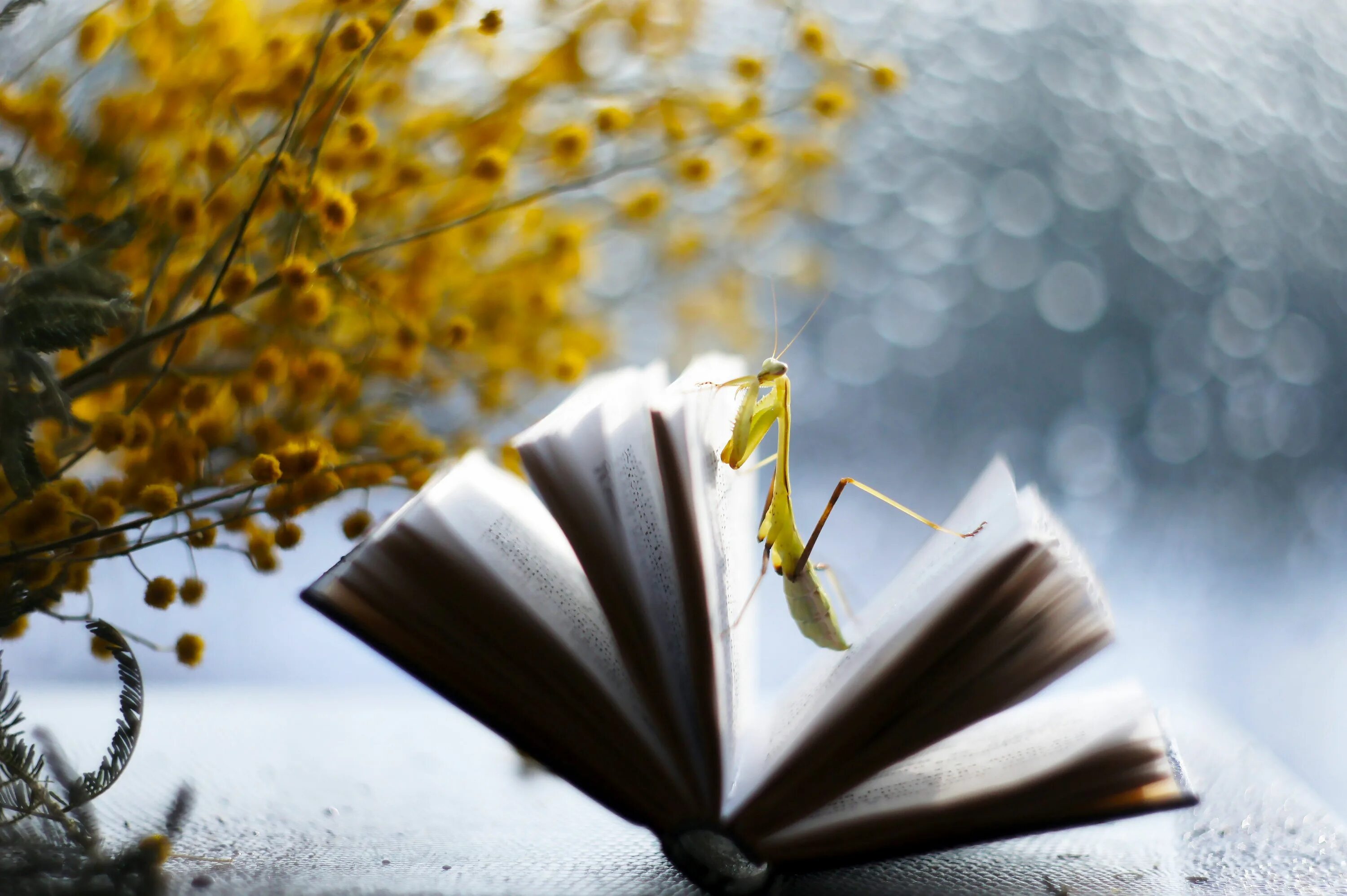 Детские книги о весне. Читаем книги весной. Весенняя радость. Нарисованная девушка с книгой. Высказывания о весне.