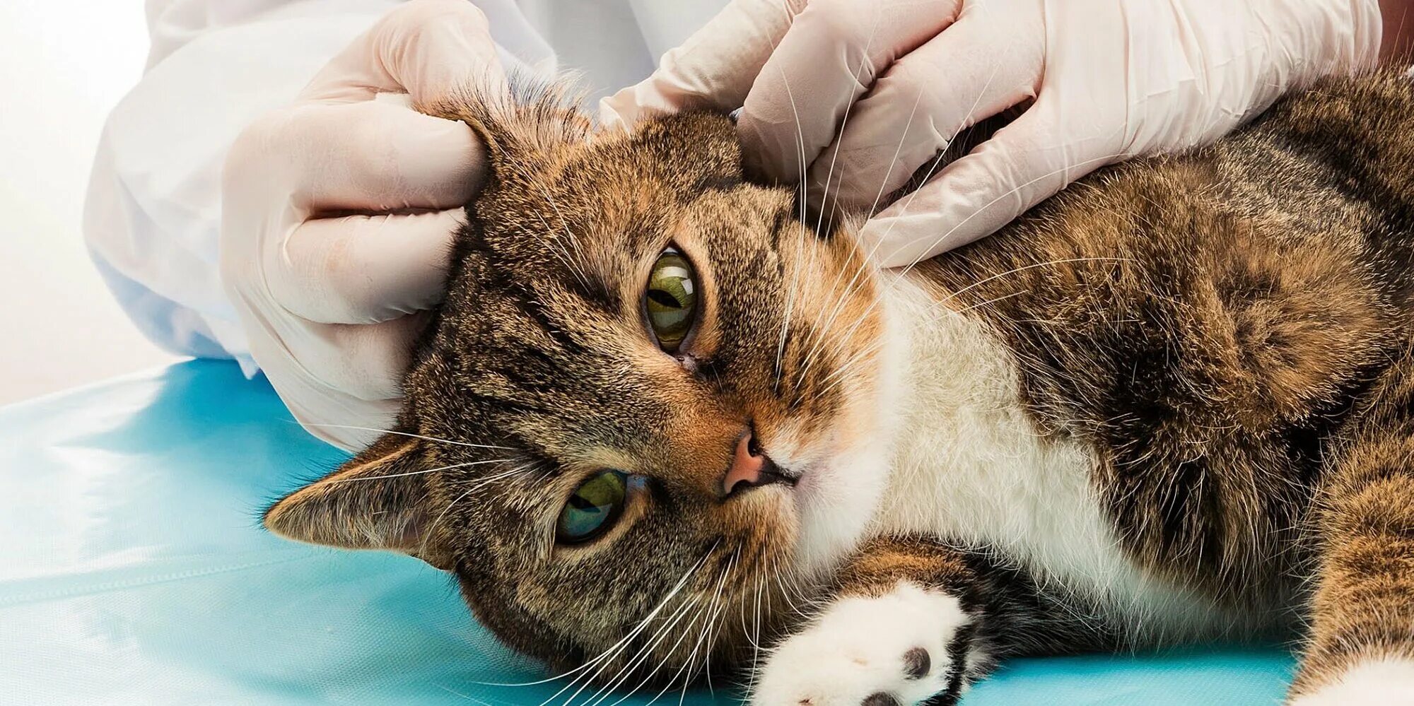 Болезни кошек купить. Отодектоз (ушная чесотка). Отодектоз Ветеринария. Клиническое исследование кошки.