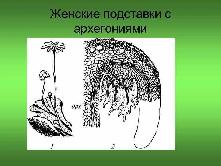 Антеридии и архегонии маршанции. Архегоний маршанции. Перихеций маршанция. Антеридий маршанции. Клетки спорогона образуются из