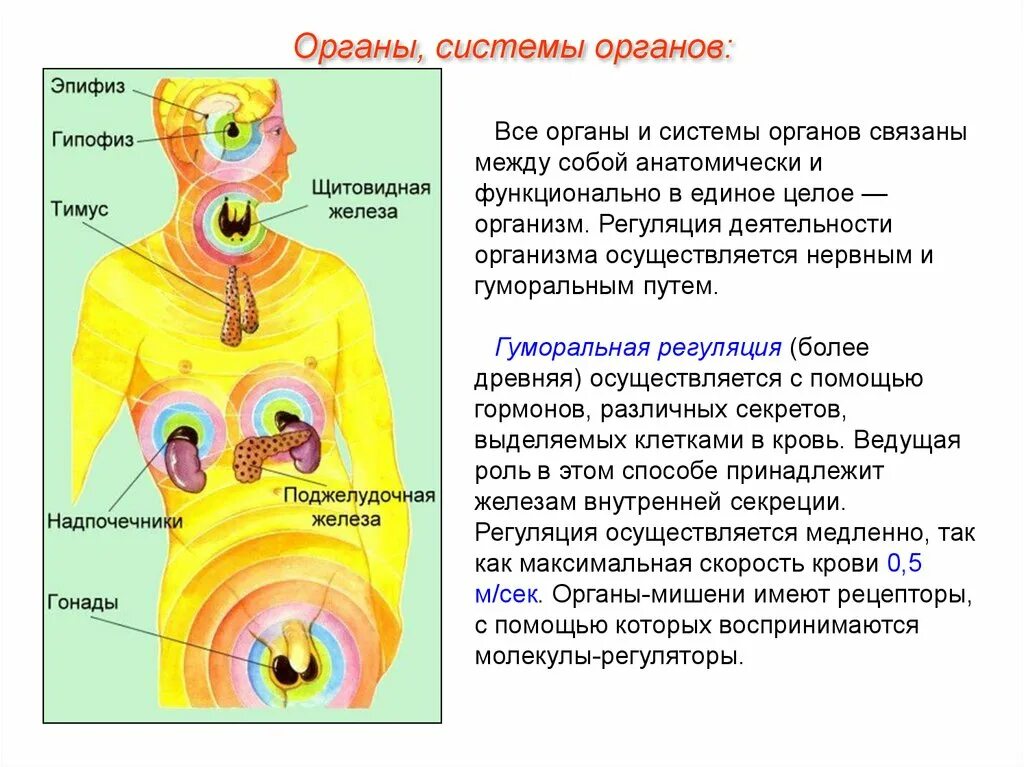 Какие органы относятся к внутренним