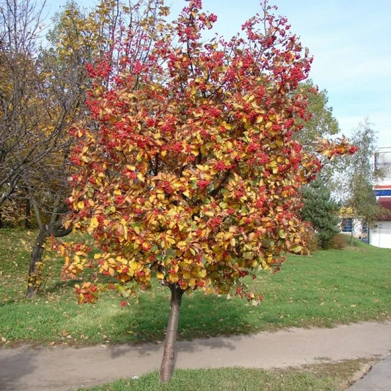 Рябина шведская Sorbus Intermedia. Рябина шведская дуболистная. Рябина промежуточная (шведская) (Sorbus Intermedia). Рябина дуболистная дерево.