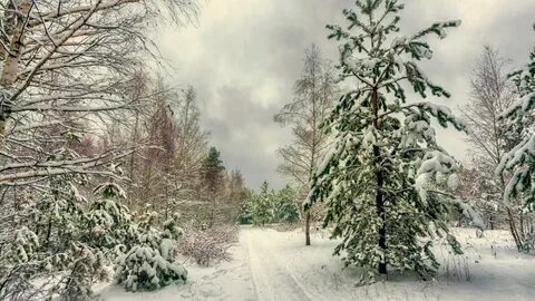 Пейзаж с елками