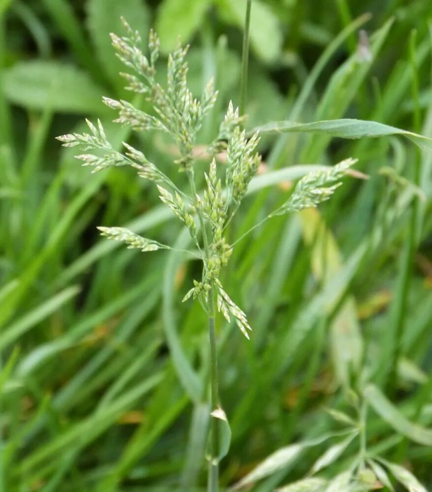 Трава мятлик луговой. Мятлик Луговой (POA pratensis). Кострец безостый. Мятлик Луговой (POA praténsis). Мятлик Луговой (POA pratensis l.).