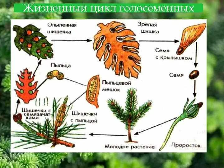 Жизненные формы отдела голосеменных. Цикл размножения голосеменных растений. Жизненный цикл голосеменных растений 5 класс. Жизненный цикл голосеменных растений схема с набором хромосом. Цикл развития сосны 7 класс.