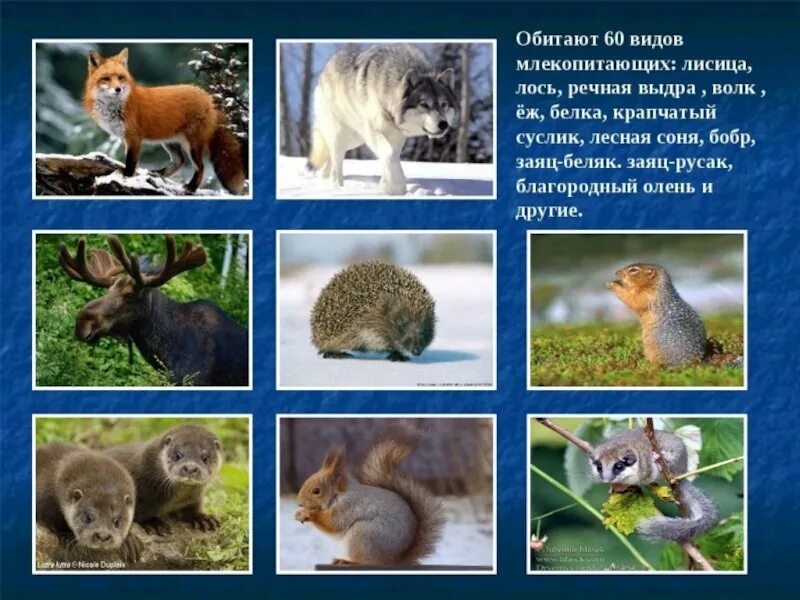 Обитающих в них видов