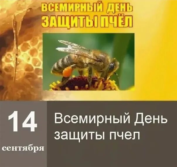 Пчелы энциклопедия для детей. 20 мая всемирный день пчел. Свет день пчела предложение. Особенности жизни пчел. Всемирный день пчел картинки.