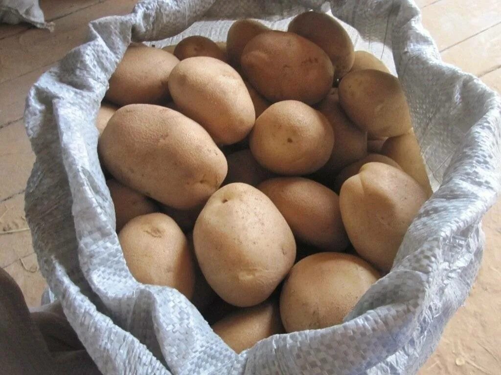 Джелли картофель характеристика отзывы. Картофель Джелли. Картофель семенной удача. Картофель Чародейка.