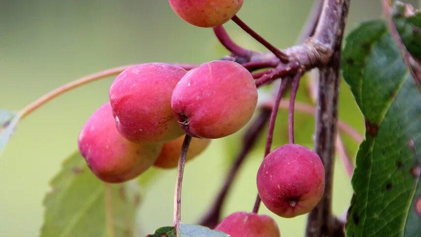 Яблоня малус роялти. Яблоня hyvingiensis. Яблоня эверест malus. Яблоня malus rudolph. Яблоня декоративная ‘evereste’ плоды.