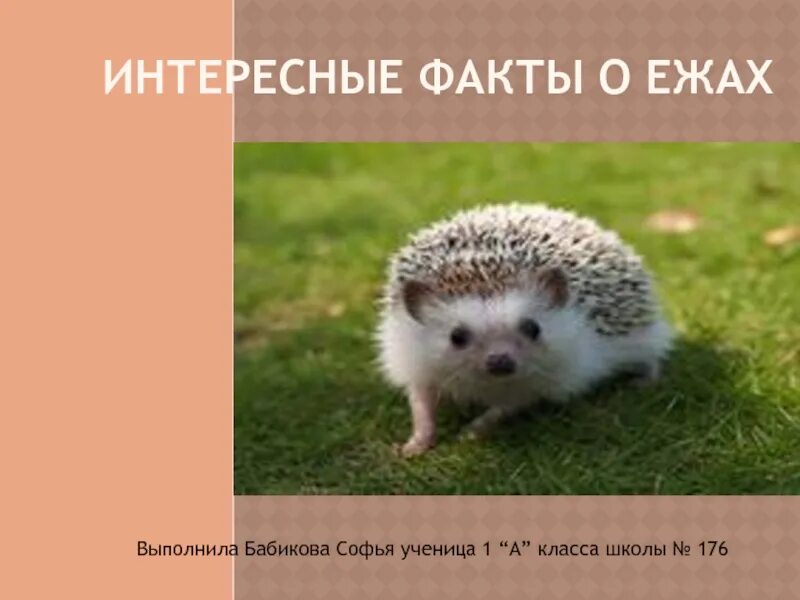 Интересно о ежах. Интересные факты о ежах. ежи интересные факты. интересные факты о еже. факты о ежиках.