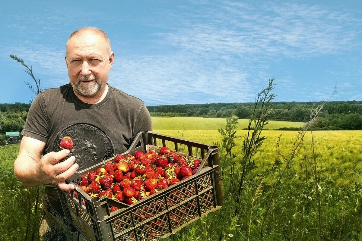 Совхоз имени ленина поля клубники. Урожай клубники. Сбор клубники. Ягодный фермер. Сбор клубники.