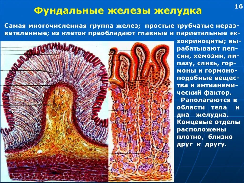 Главные клетки желудка вырабатывают. Клетки фундальных желез желудка. Железы фундального отдела желудка. Фундальные железы желудка функции. Клетки фундальных желез желудка строение.