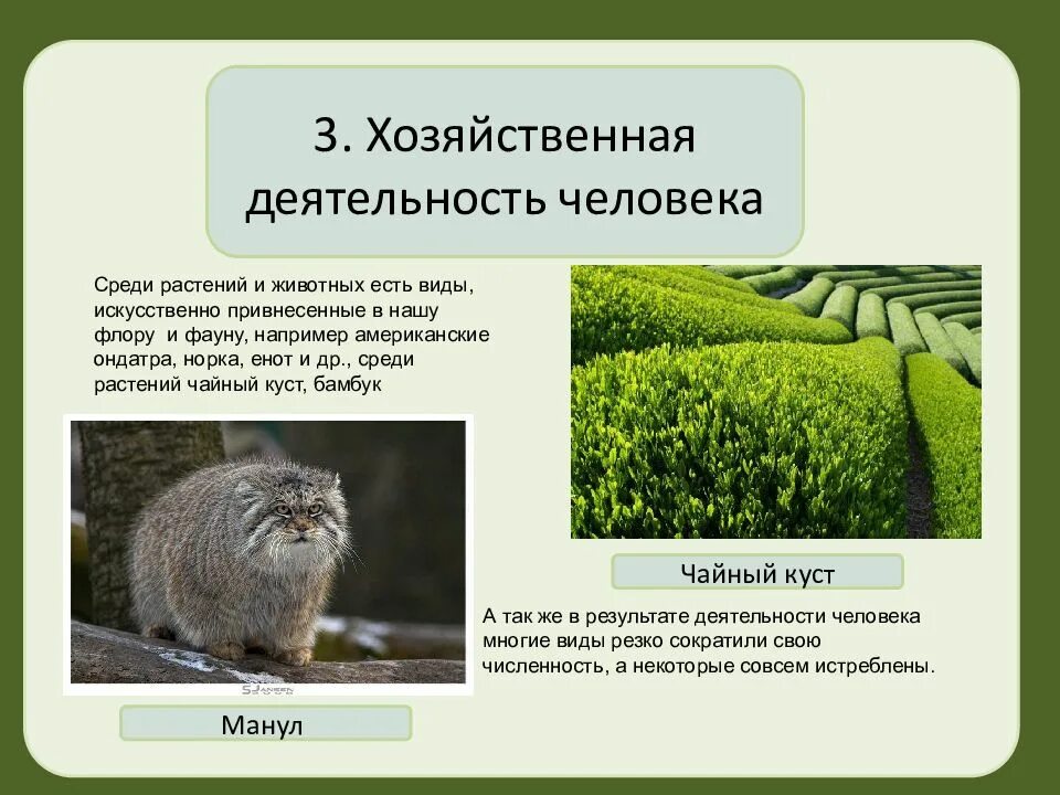 Исследовательская работа растительный и животный мир. Презентация о растительном и животном мире россии. животные в хозяйственной деятельности человека. доклад о растениях и животных. животные и растения россии доклад.