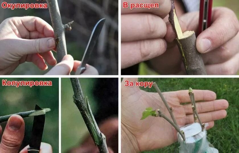 Как размножить тутовник