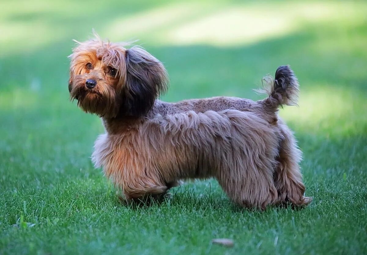 Порода собак петербургская орхидея. Петербургская орхидея собака. Петербургская орхидея короткошерстная. Порода собак петербурга. Порода собак петербурга.