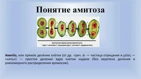 Для каких клеток характерен данный процесс