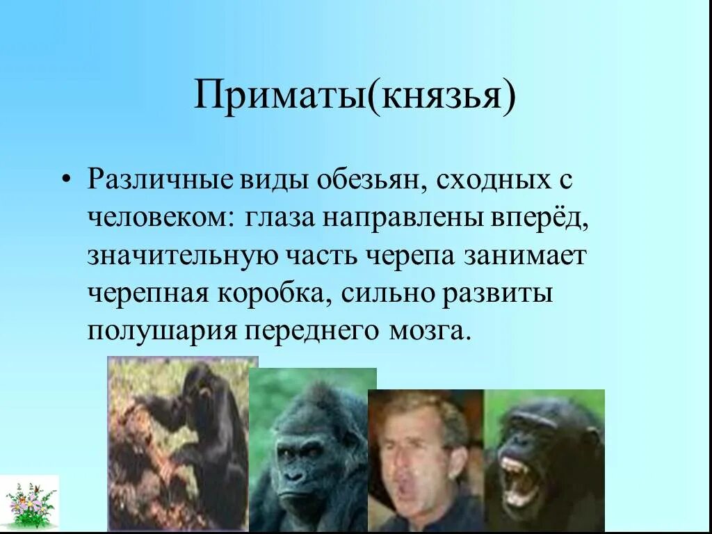 Для приматов характерно выберите три правильных ответа