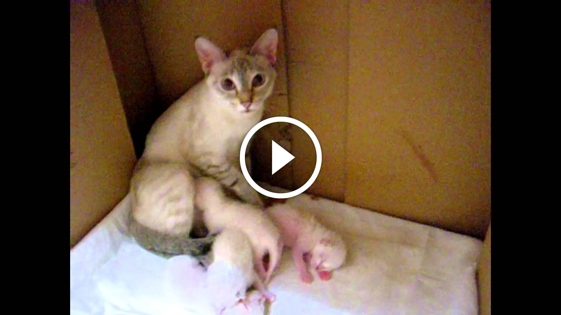 эмоции кота по хвосту. что можно говорить кошке. что можно говорить кошке. как понять кошачий язык. как понять язык кошек.